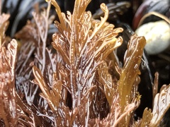 Microcladia borealis