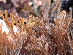 Microcladia borealis