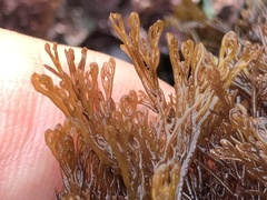 Microcladia borealis