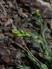 Anisocarpus scabridus