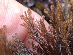 Microcladia borealis