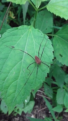 Leiobunum calcar