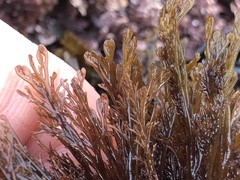 Microcladia borealis
