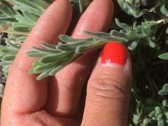 Anisocarpus scabridus