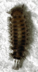 Polyxenidae