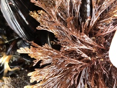 Microcladia borealis