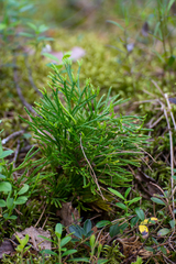 Diphasiastrum complanatum
