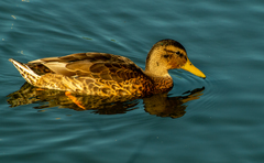 Anas platyrhynchos