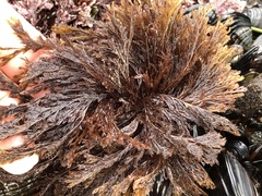 Microcladia borealis