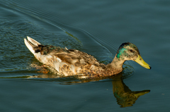 Anas platyrhynchos
