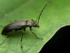 Capnochroa fuliginosa