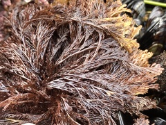 Microcladia borealis