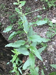 Brickellia cylindracea