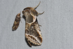 Habrosyne scripta