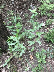 Brickellia cylindracea