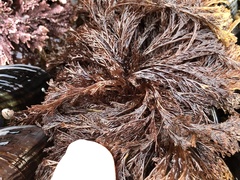 Microcladia borealis
