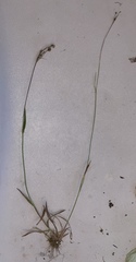 Luzula bulbosa