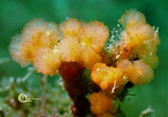 Aplidium punctum