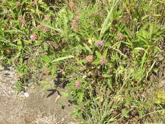 Trifolium medium