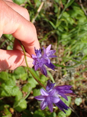 Dipterostemon capitatus capitatus