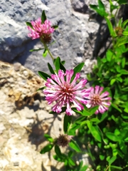 Trifolium medium