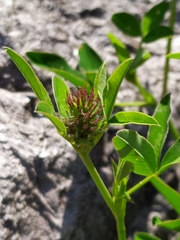 Trifolium medium