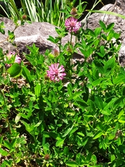 Trifolium medium