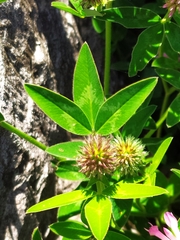 Trifolium medium