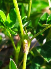 Trifolium medium