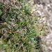 Carex firma - Photo (c) Wolfgang Jauch, algunos derechos reservados (CC BY), subido por Wolfgang Jauch