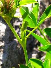 Trifolium medium