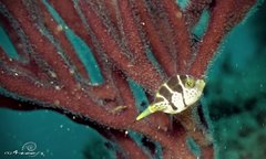 Paraluteres prionurus