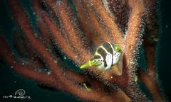 Paraluteres prionurus