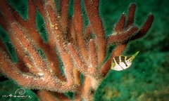 Paraluteres prionurus