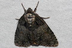 Chytonix palliatricula