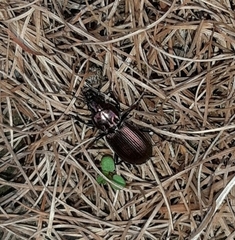 Pterostichus externepunctatus