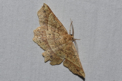 Euchlaena tigrinaria