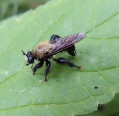 Laphria flavicollis