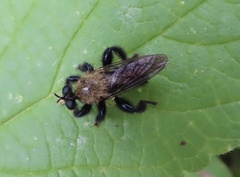Laphria flavicollis