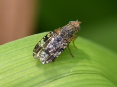 Tephritis vespertina