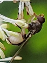 Sphegina