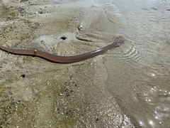 Anguilla rostrata
