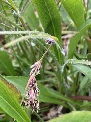 Luzula spicata