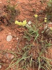 Eriogonum flavum