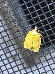 Acleris curvalana