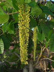 Lophanthera lactescens