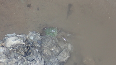 Metopograpsus quadridentatus
