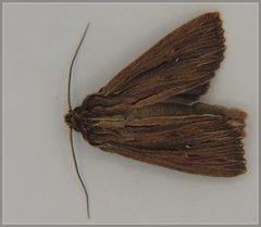 Ichneutica steropastis