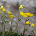 Alpine Rock-Rose - Photo (c) Wolfgang Jauch, some rights reserved (CC BY), uploaded by Wolfgang Jauch