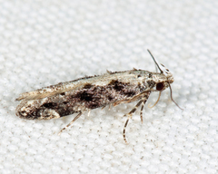 Coleotechnites florae